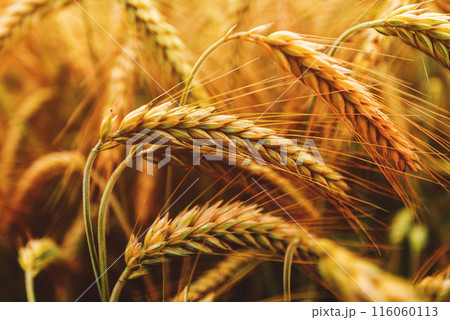 Ripening ears of common wheat (Triticum aestivum) cultivated crops in field 116060113