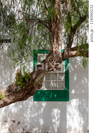 Architecture and greenery, Teguise, Lanzarote, Spain 116060232