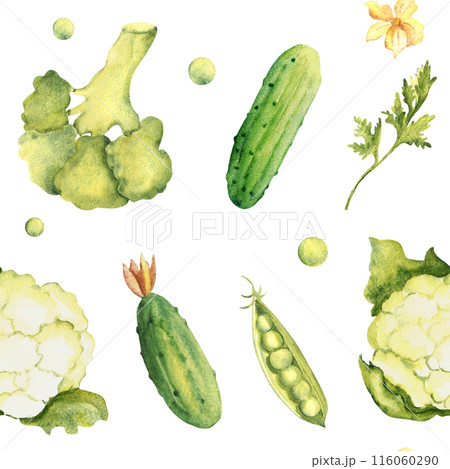 Green Vegetables Watercolor Seamless Pattern with Peas, Broccoli, Cauliflower and Cucumbers, Parsley plant on a white background. Can be used for kitchen textile prints, product packaging design. Green Vegetables Watercolor Seamless Pattern with Peas, Broccoli, Cauliflower and Cucumbers, Parsley plant on a white background. Can be used for kitchen textile prints, product packaging design. 116060290
