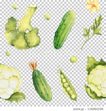Green Vegetables Watercolor Seamless Pattern with Peas, Broccoli, Cauliflower and Cucumbers, Parsley plant on a white background. Can be used for kitchen textile prints, product packaging design. Green Vegetables Watercolor Seamless Pattern with Peas, Broccoli, Cauliflower and Cucumbers, Parsley plant on a white background. Can be used for kitchen textile prints, product packaging design. 116060290