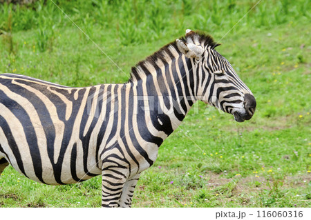 A zebra is standing in a grassy field. 116060316
