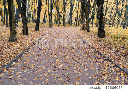 Road in the old park as nice autumn background. Road in the old park as nice autumn background. 116060334