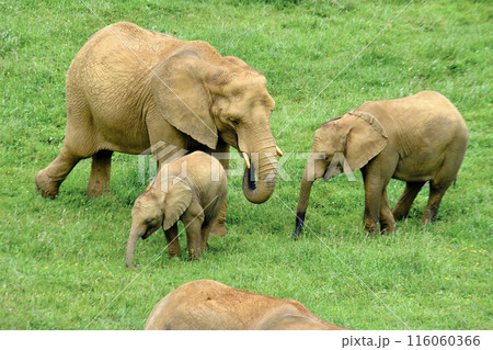 A group of elephants are walking through a grassy field. 116060366
