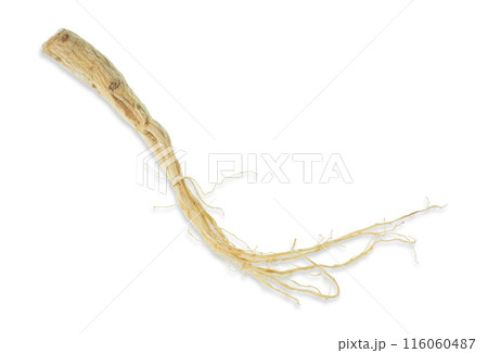Isolated ginseng cut out on white background. Isolated ginseng cut out on white background. 116060487
