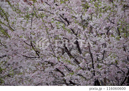 桜 桜 116060600