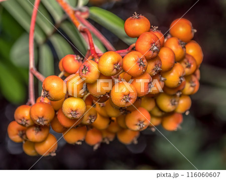 Cluster of ripening rowan fruits Cluster of ripening rowan fruits 116060607