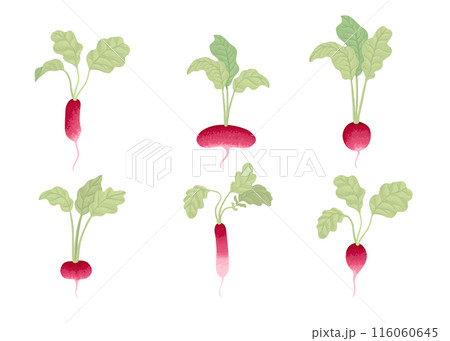 Fresh radish with top leaves set icons. Organic tuber vegetables, harvest. Natural root veggies. Raw and healthy food crop composition. Flat graphic vector illustration isolated on white background Fresh radish with top leaves set icons. Organic tuber vegetables, harvest. Natural root veggies. Raw and healthy food crop composition. Flat graphic vector illustration isolated on white background 116060645