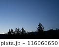 木のシルエット 116060650