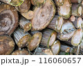 たくさんの丸太1 116060657