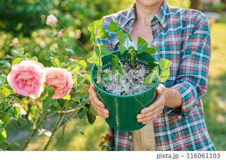Propagation rooting roses by cuttings, close-up of rose cuttings in pot in hands 116061103