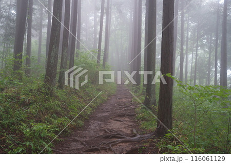 霧の登山道 霧の登山道 116061129