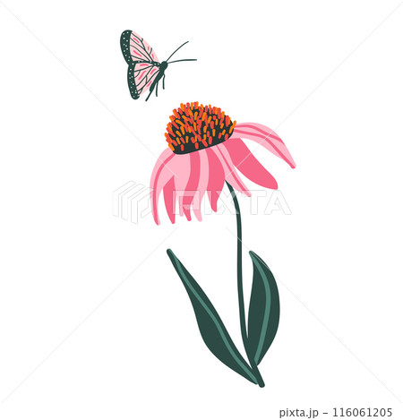 Coneflower isolated on white background. Purple Echinacea flower with leaves. Pink wildflower and butterfly. Vector hand drawn flat illustration. Coneflower isolated on white background. Purple Echinacea flower with leaves. Pink wildflower and butterfly. Vector hand drawn flat illustration. 116061205
