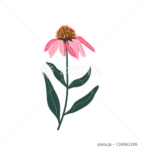 Coneflower purple isolated on white background. Echinacea Purpurea wild flower. Vector hand drawn illustration. 116061206