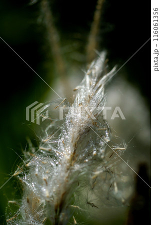 信濃川・やすらぎ堤の雨上がりの茅(ちがや) 116061356