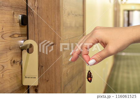 Female hand holding dead cockroach over blurred background of hotel hall 116061525