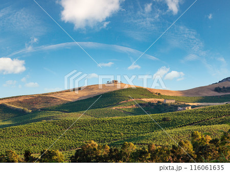 Vineyard on slope, Italy. 116061635