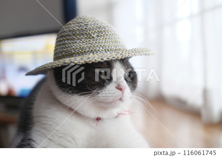 麦わら帽子をかぶった猫 麦わら帽子をかぶった猫 116061745