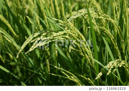 稔り始めた稲穂 山形庄内米 116061828