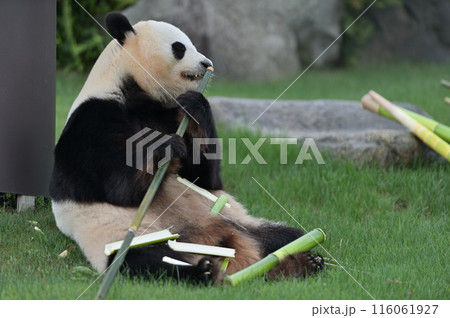 おいしそうに竹を食べる結浜 116061927