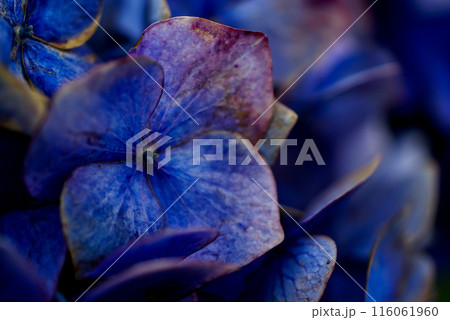 終の紫陽花 116061960