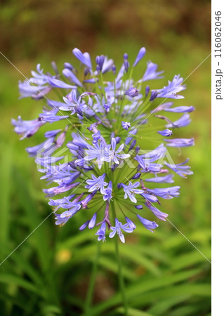 アガパンサス(紫君子蘭) 116062046