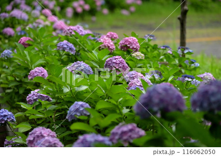紫陽花 116062050