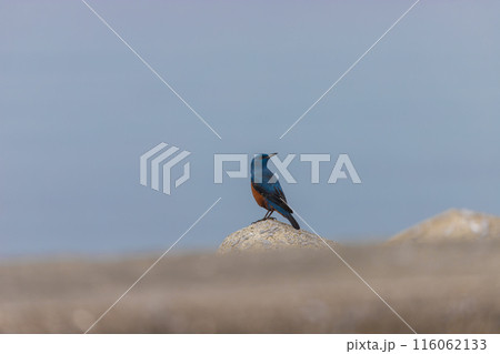 海と小鳥（大分県津久見市） 116062133