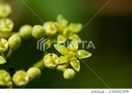 野葡萄(のぶどう)の花 116062309