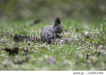 新緑の中で木の実を食べるエゾリス 116062366
