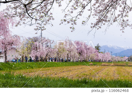 福島県喜多方市の春　日中線しだれ桜並木 116062468
