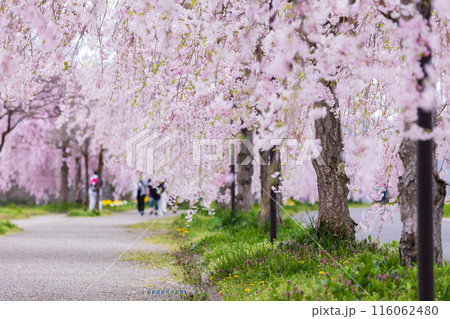 福島県喜多方市の春　日中線しだれ桜並木 116062480