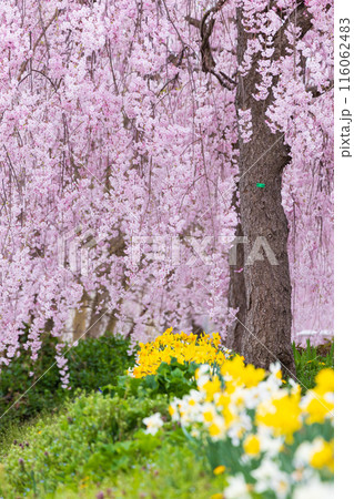 福島県喜多方市の春 日中線しだれ桜並木 福島県喜多方市の春 日中線しだれ桜並木 116062483