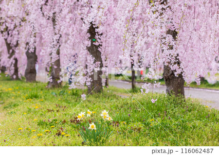 福島県喜多方市の春　日中線しだれ桜並木 116062487