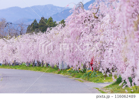 福島県喜多方市の春　日中線しだれ桜並木 116062489