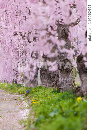 福島県喜多方市の春 日中線しだれ桜並木 福島県喜多方市の春 日中線しだれ桜並木 116062491