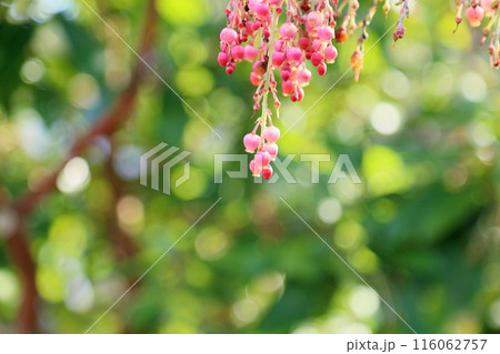 ヒメイチゴノキの花 116062757