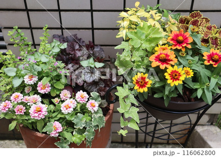 玄関前の花の寄せ植え＆寄せ鉢 116062800