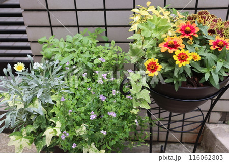 玄関前の花の寄せ植え＆寄せ鉢 116062803