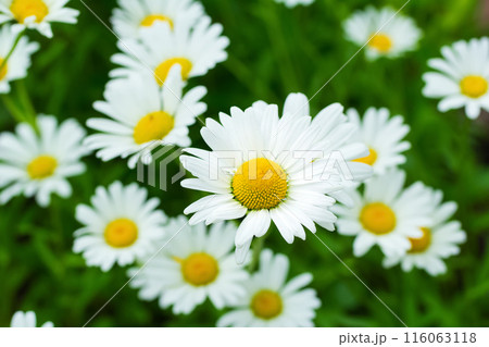 Summer wildflower garden, cheerful bloom of white Oxeye daisy flowers with yellow centers and green bright foliage. 116063118