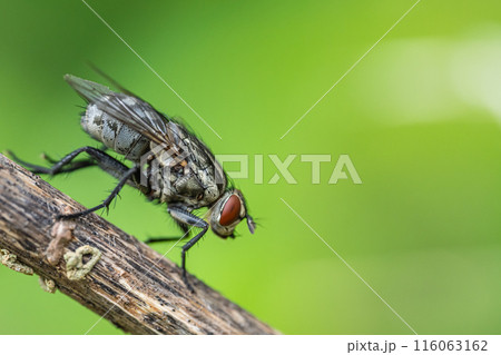 センチニクバエ 116063162