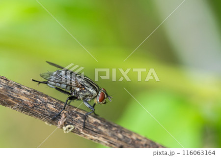 センチニクバエ センチニクバエ 116063164