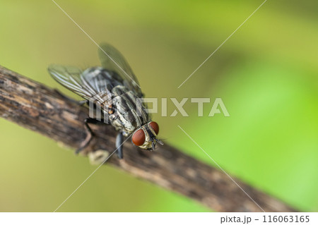センチニクバエ センチニクバエ 116063165
