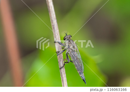 サキグロムシヒキ(ムシヒキアブ) サキグロムシヒキ(ムシヒキアブ) 116063166