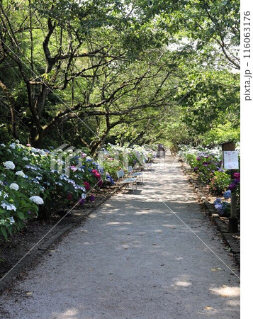 アジサイの花の咲く小道 116063176