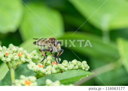 シオヤアブ（メス） 116063177