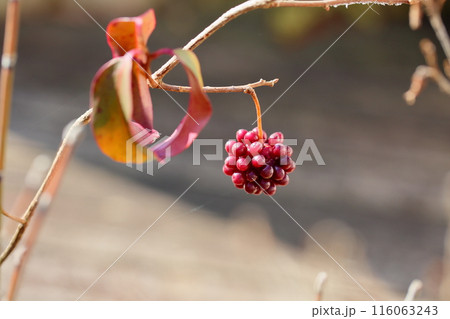 ビナンカズラの実 116063243