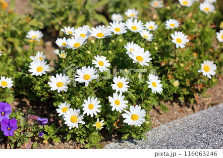 ノースポールの花 ノースポールの花 116063246