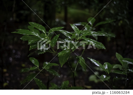 雨に濡れたサカキの葉 116063284