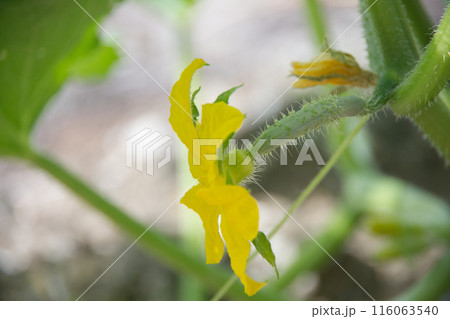 初夏の家庭菜園のキュウリの小さな実 116063540