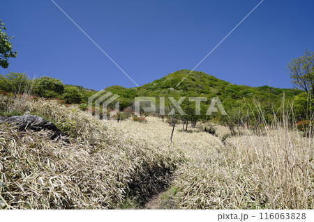 赤城山の鍋割山　鍋割山の南斜面にある鍋割高原から鍋割山方面を見る　　2024年5月14日 116063828